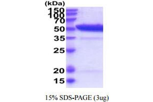 TINAGL1 Protein (AA 22-467) (His tag)