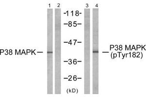 Western blot analysis of extracts from K562 cells, untreated or treated with UV, using P38 MAPK (epitope around residue 182) antibody (Line 1 and 2) and P38 MAPK (Phospho-Tyr182) antibody (Line 3 and 4). (MAPK14 anticorps  (Tyr182))