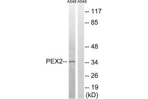 Western Blotting (WB) image for anti-Peroxisomal Biogenesis Factor 2 (PEX2) (N-Term) antibody (ABIN1851797) (PEX2 anticorps  (N-Term))