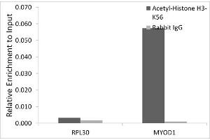 Chromatin immunoprecipitation analysis of extracts of HeLa cells, using Acetyl-Histone H3-K56 antibody (ABIN7267674) and rabbit IgG. (Histone 3 anticorps  (H3K56))