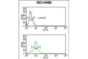 MUTYH Antibody (Center) (ABIN653106 and ABIN2842694) flow cytometric analysis of NCI- cells (bottom histogram) compared to a negative control cell (top histogram). (MUTYH anticorps  (AA 341-367))