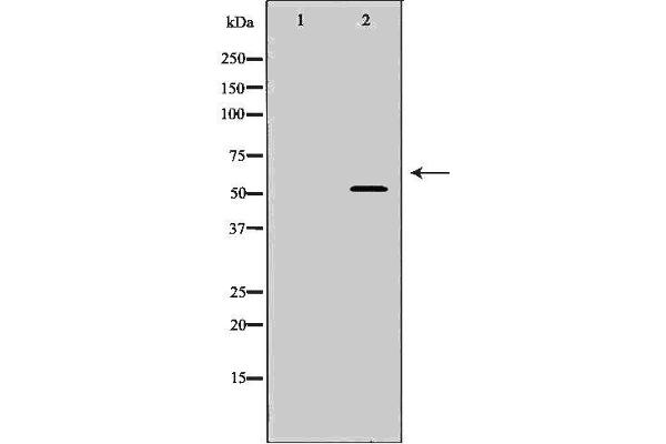 INA anticorps  (Internal Region)