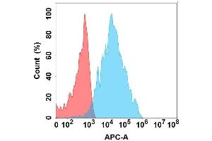 Flow cytometry analysis with Anti-B4G on Expi293 cells transfected with human B4G (Blue histogram) or Expi293 transfected with irrelevant protein (Red histogram). (B4GALT1 anticorps)