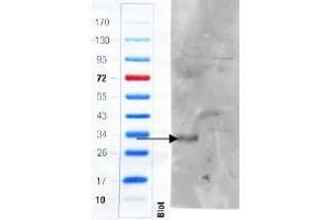 ABIN5539495 (1µg/ml) staining of Mouse Colon (wt, left lane, knock-out right lane) lysate (35µg protein in RIPA buffer). (ADGRE5 (C-Term) anticorps)