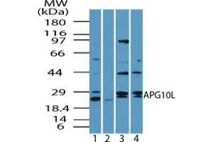 Image no. 2 for anti-Autophagy Related 10 (ATG10) (AA 1-50) antibody (ABIN960090) (ATG10 anticorps  (AA 1-50))