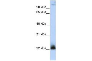 Western Blotting (WB) image for anti-Integrin beta 3 Binding Protein (Beta3-Endonexin) (ITGB3BP) antibody (ABIN2459841) (ITGB3BP anticorps)