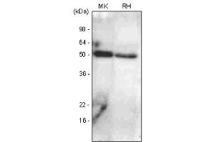Western Blotting (WB) image for anti-Bone Morphogenetic Protein 7 (BMP7) antibody (ABIN361016) (BMP7 anticorps)