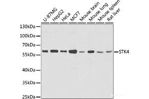 Western blot analysis of extracts of various cells using STK4 Polyclonal Antibody at dilution of 1:1000. (STK4 anticorps)