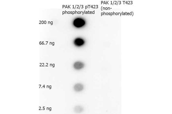 PAK1/2/3 anticorps  (pThr423)