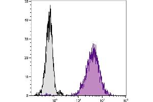 DBA/2 mouse mastocytoma cell line P815 and mB7. (CD80 anticorps  (PE))