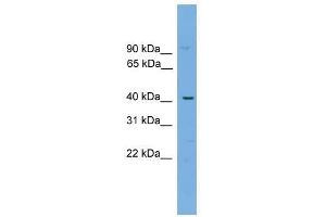 WBP4 antibody used at 0. (WBP4 anticorps  (N-Term))