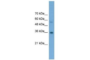 WB Suggested Anti-GALE Antibody Titration: 0. (GALE anticorps  (Middle Region))