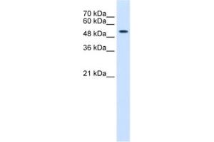 Western Blotting (WB) image for anti-Keratin 8 (KRT8) antibody (ABIN2462515) (KRT8 anticorps)