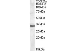 Western Blotting (WB) image for anti-Apolipoprotein F (APOF) (C-Term) antibody (ABIN2466653) (Apolipoprotein F anticorps  (C-Term))