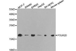 Western blot analysis of extracts of various cell lines, using POLR2D antibody (ABIN5970954) at 1/1000 dilution. (POLR2D anticorps)