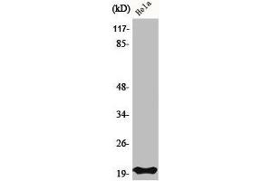 Western Blot analysis of HeLa cells using Bax Polyclonal Antibody (BAX anticorps  (N-Term))