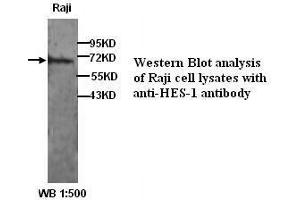Image no. 1 for anti-Hes Family bHLH Transcription Factor 1 (HES1) (N-Term) antibody (ABIN790919) (HES1 anticorps  (N-Term))