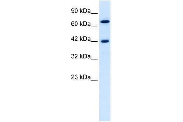 TOX2 anticorps  (N-Term)