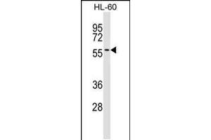 Western blot analysis in HL-60 cell line lysates (35ug/lane). (IFRD2 anticorps  (C-Term))
