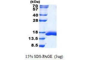 Galectin 2 Protéine