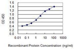 Detection limit for recombinant GST tagged PPP1R13B is 0. (PPP1R13B anticorps  (AA 1-90))