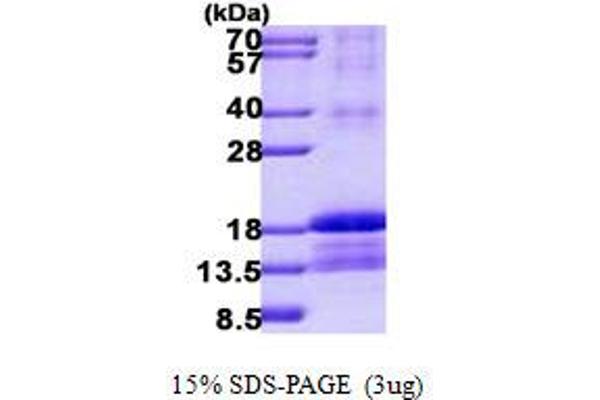 Id2 Protein (His tag)