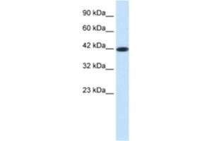 Western Blotting (WB) image for anti-Somatostatin Receptor 4 (SSTR4) antibody (ABIN2460701) (SSTR4 anticorps)