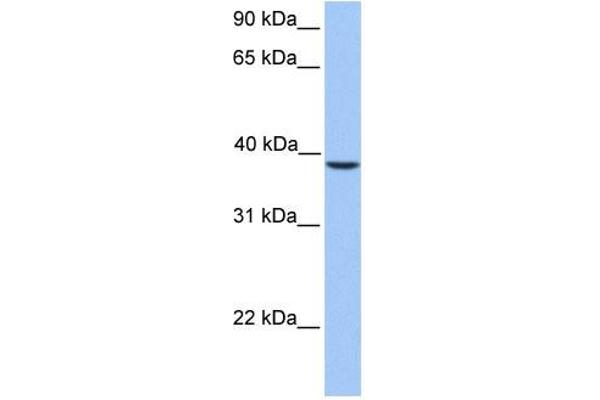 SUN3 anticorps  (C-Term)