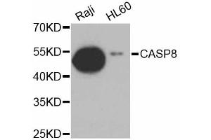 Western blot analysis of extracts of various cell lines, using CASP8 antibody. (Caspase 8 anticorps)