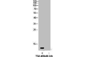 Western Blot analysis of 293 cells using Acetyl-Histone H4 (K12) Polyclonal Antibody (HIST1H4A anticorps  (acLys12))
