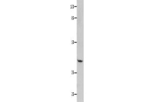 Western Blotting (WB) image for anti-Guanine Nucleotide Binding Protein (G Protein), alpha 11 (Gq Class) (GNA11) antibody (ABIN2428140) (GNA11 anticorps)