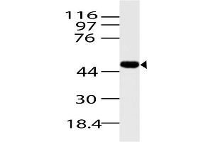 Image no. 1 for anti-Arrestin, beta 1 (ARRB1) (AA 150-318) antibody (ABIN5027057) (beta Arrestin 1 anticorps  (AA 150-318))