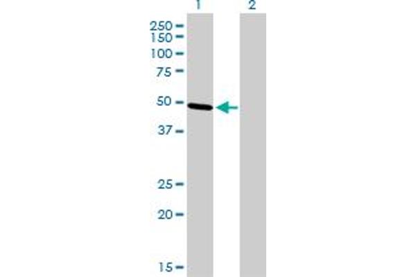 TFAP2B anticorps  (AA 1-449)