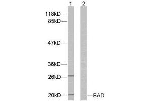 Western blot analysis of extracts from 293 cells using BAD (Ab-136) antibody (E021063). (BAD anticorps)