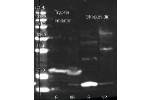 Streptavidin and Biotin conj ugated Rabbit anti-Trypsin inhibitor antibody were used to detect target proteins Trypsin Inhibitor (left) and Streptavidin (right) under reducing (R) and non-reducing (NR) conditions. (Streptavidin anticorps  (FITC))