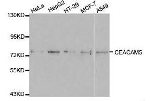 Western Blotting (WB) image for anti-Carcinoembryonic Antigen-Related Cell Adhesion Molecule 5 (CEACAM5) antibody (ABIN1871784) (CEACAM5 anticorps)