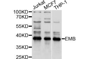 Western blot analysis of extracts of various cell lines, using EMB antibody (ABIN5997666) at 1/1000 dilution. (Embigin anticorps)