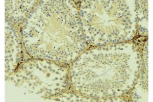 ABIN6275046 at 1/100 staining Mouse testis tissue by IHC-P. (ATG4D anticorps  (C-Term))