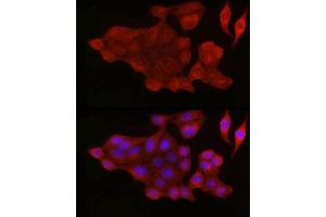 Immunofluorescence (IF) image for anti-BCL2-Associated X Protein (BAX) (AA 1-100) antibody (ABIN3020683)