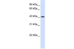 Western Blotting (WB) image for anti-TAR DNA Binding Protein (TARDBP) antibody (ABIN2458178) (TARDBP anticorps)