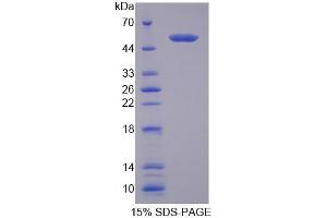 SDS-PAGE analysis of Mouse TDP1 Protein. (TDP1 Protéine)