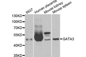 Western blot analysis of extracts of various cell lines, using GATA3 antibody (ABIN5970807) at 1/1000 dilution. (GATA3 anticorps)