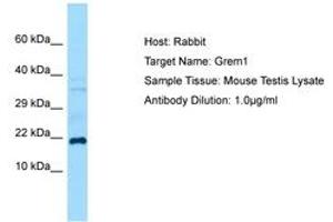 Image no. 1 for anti-Gremlin 1 (GREM1) (C-Term) antibody (ABIN6749873) (GREM1 anticorps  (C-Term))