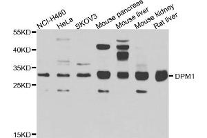 Western blot analysis of extracts of various cells, using DPM1 antibody. (DPM1 anticorps)