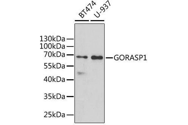 GORASP1 anticorps  (AA 221-440)