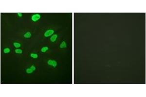 Immunofluorescence analysis of HeLa cells, using Histone H4 (Ab-16) Antibody. (Histone H4 anticorps  (AA 15-64))