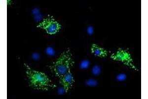 Immunofluorescence (IF) image for anti-Sirtuin 5 (SIRT5) antibody (ABIN1500930) (SIRT5 anticorps)