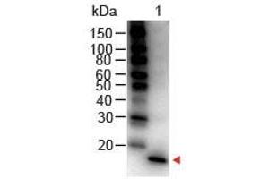 Image no. 1 for anti-Interleukin 1, beta (IL1B) antibody (HRP) (ABIN1102520) (IL-1 beta anticorps  (HRP))