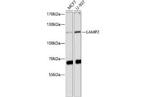 Western blot analysis of extracts of various cell lines, using L antibody (ABIN3023693, ABIN3023694, ABIN3023695 and ABIN6219112) at 1:1000 dilution. (LAMP2 anticorps  (AA 30-300))