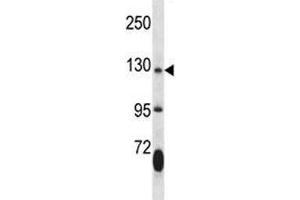 JAK2 antibody western blot analysis in mouse lung tissue lysate. (JAK2 anticorps  (AA 666-694))